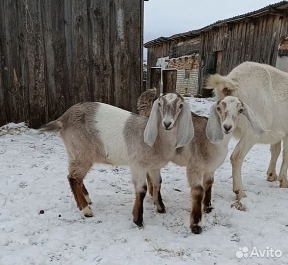 Продам дойных коз