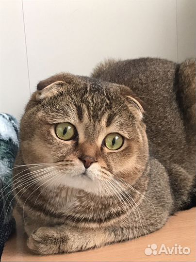 Вязка с котом