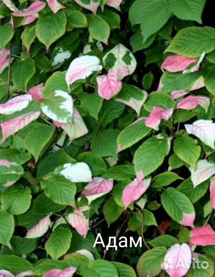 Актинидия коломикта саженцы