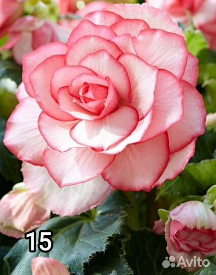 Клубневая бегония