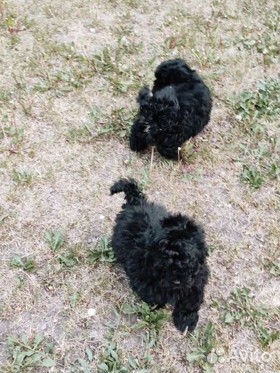 Красавчики мальтипу