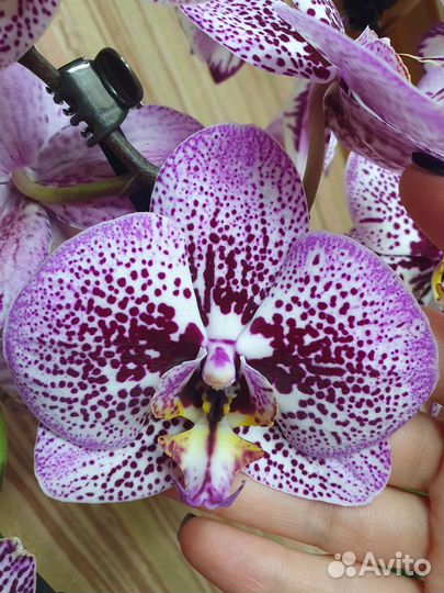 Орхидеи фиолетовые крупноцветковые (разные)
