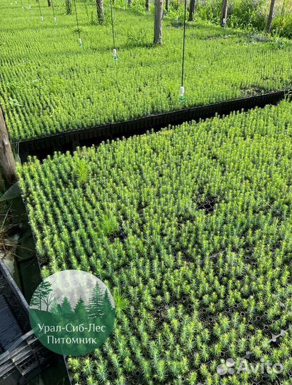 Сеянцы зкс Сосна Ель Лиственница окс Голуб Горн