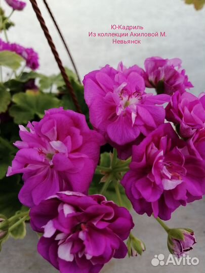 Сортовые пеларгонии почтой