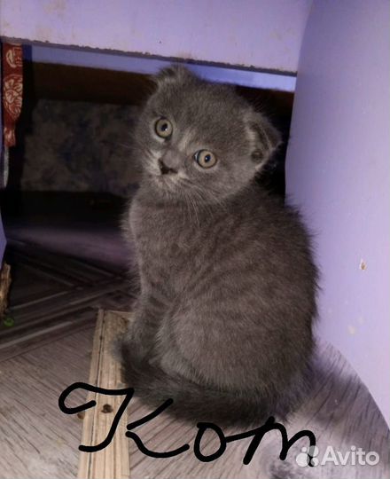 Шотландская