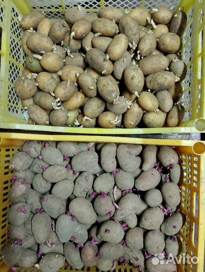 Семенной картофель