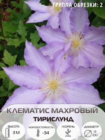 Вьющиеся растения