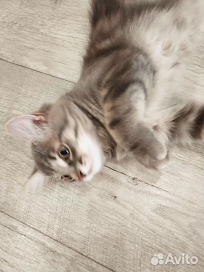 Сибирский котенок мальчик бесплатно