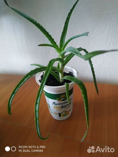 Растения (Алоэ, Мурайя)