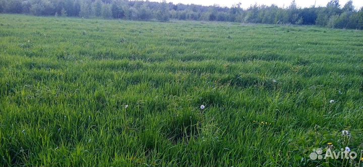 Сено скошенное на подстилку