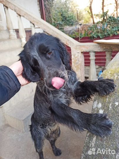 Породистые собаки бесплатно