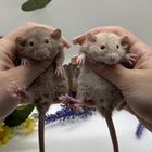 Крысята дамбо. Декоративные крысы из питомника