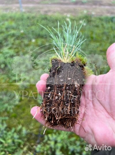 Сеянцы на лесовосстановление Горная сосна Мугус зк