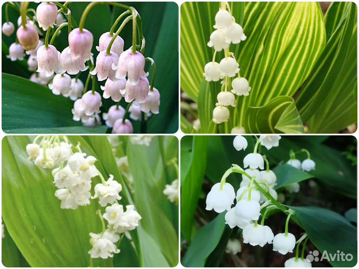 Сортовые ландыши, 4 вида