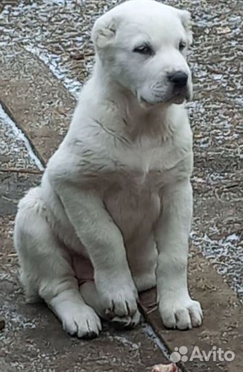 Медвежата. щенки сао (Алабай)