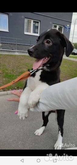 Щенки метис Алабая и Лайки мальчики