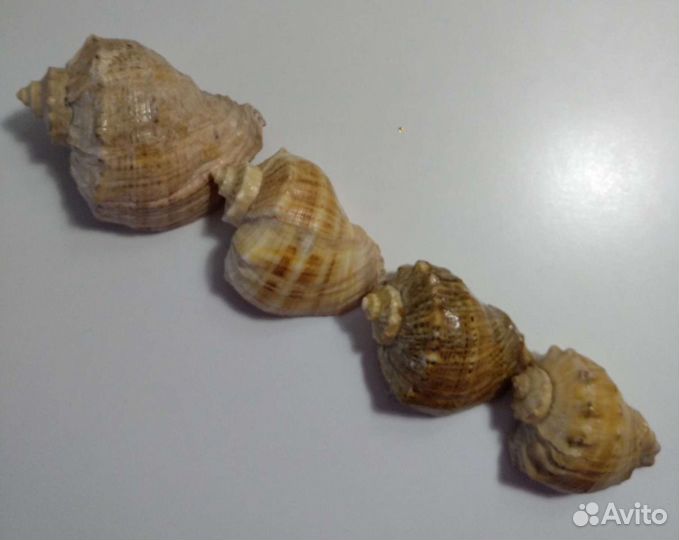 Ракушка морская