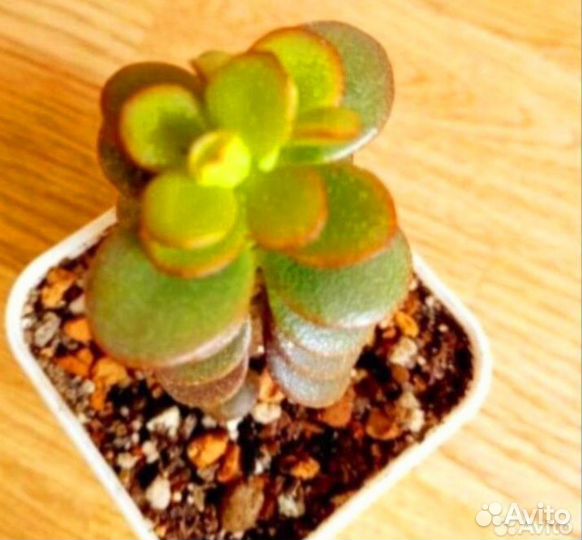 Крассулы сортовые