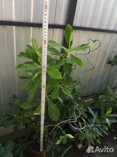 Синадениум Гранта