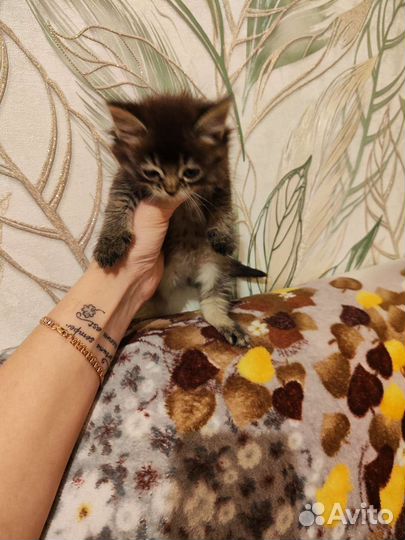 Котята норвежская лесная