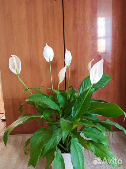 Спатефилум