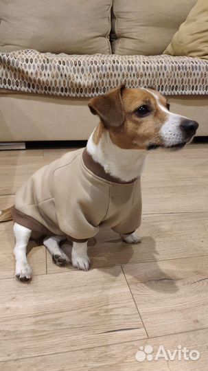 Худи для собаки Джек Рассел терьер
