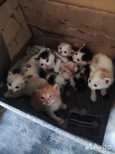 Котята в добрые руки