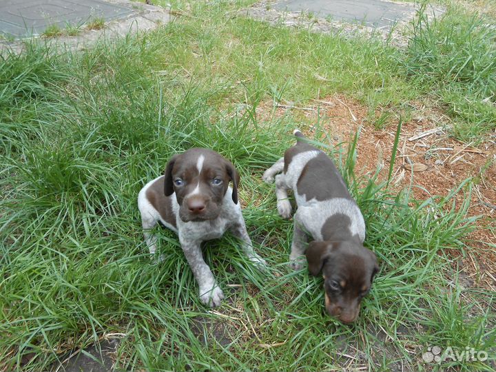 Продажа щенков