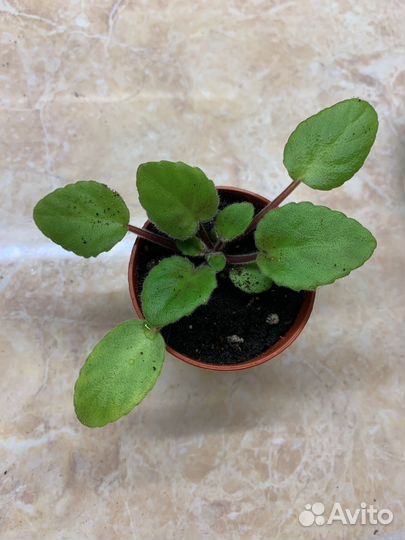 Фиалка Литуаника