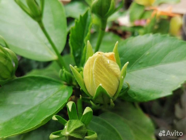 Гибискус жёлтый и красн махровый