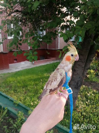 Попугай корелла птенец