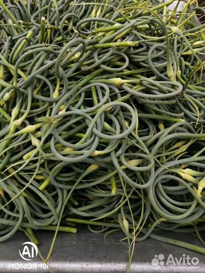 Стрелка чесночная