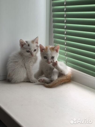 Котята бесплатно