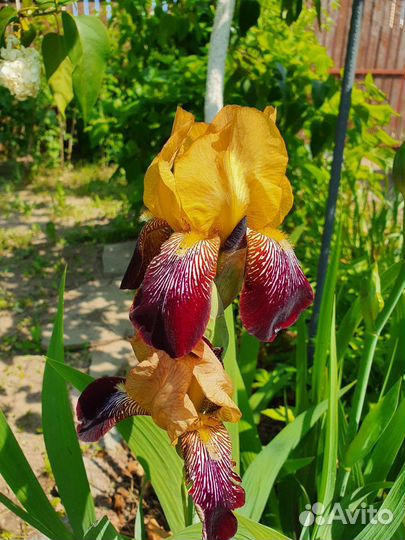 Ирис бородатый
