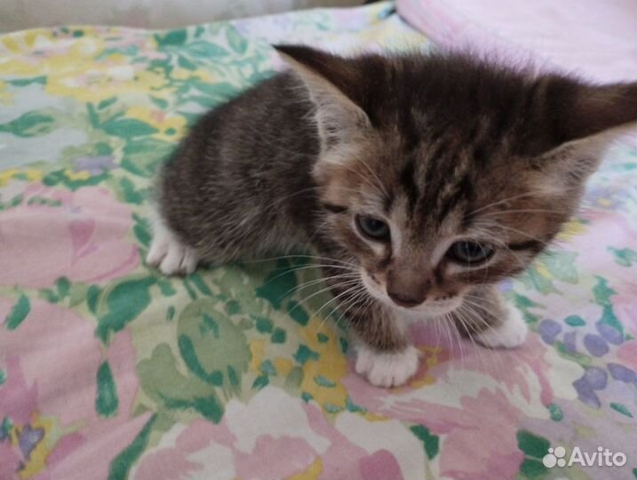 Отдам котят в заботливые руки