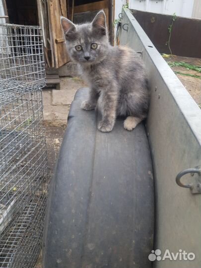 Корм для животных