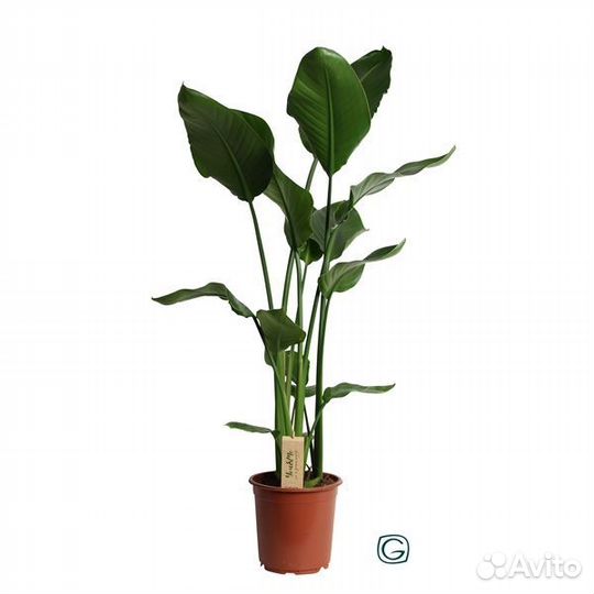 Высокие растения