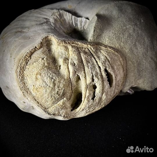 Наутилус Cymatoceras окаменелость ископаемое