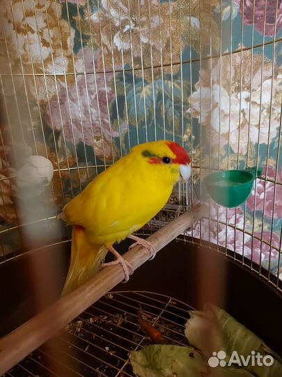 Попугай Кокарик