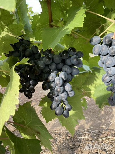 Виноград на вино,на чачу, на сок