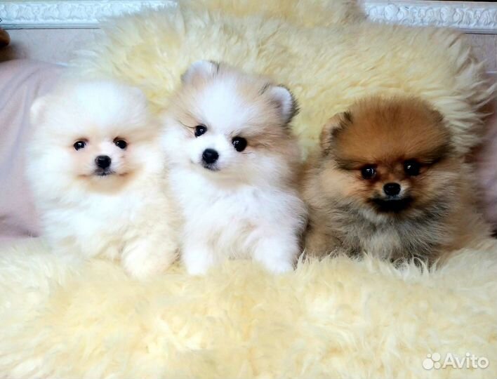 Карапузы Померанский шпиц