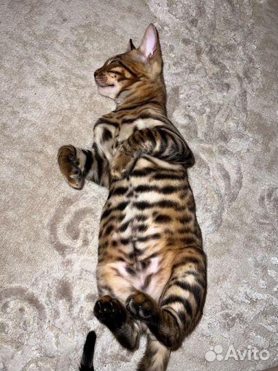 Бенгальский кот