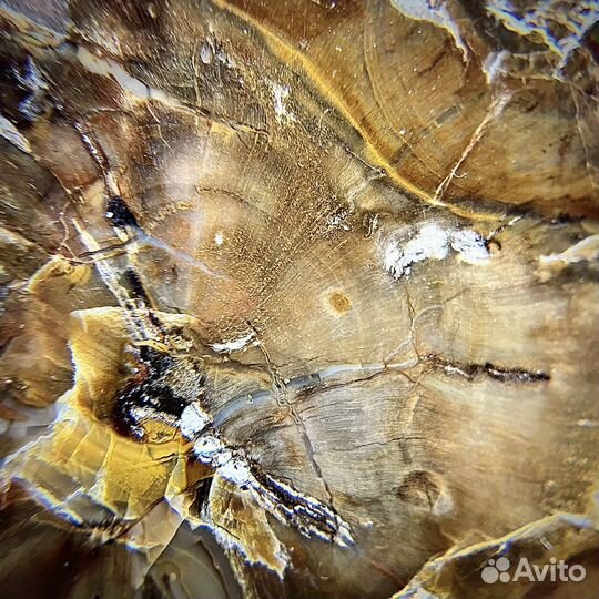 Окаменелое дерево палеонтология ископаемое