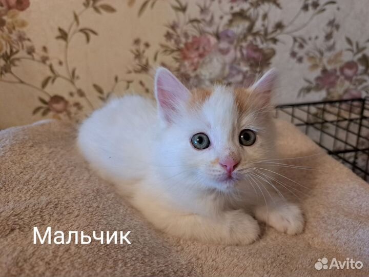 Отдам котят в добрые ответственные руки