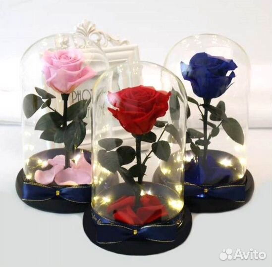 Роза в колбе. Новая