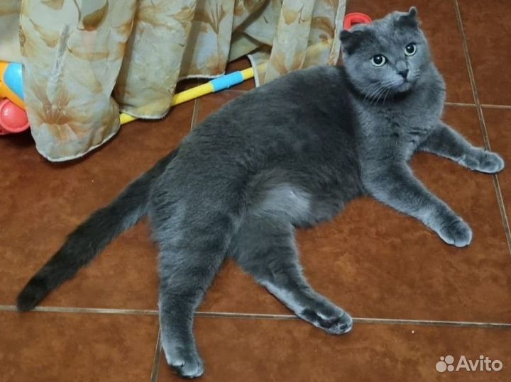 Кошка в добрые руки