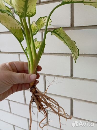 Аглаонема white киви