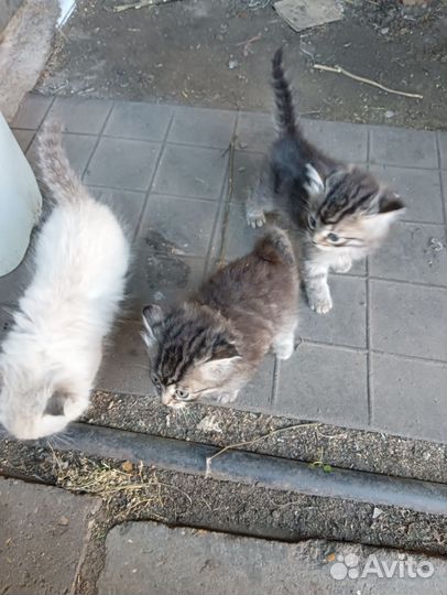 Котята в добрые руки бесплатно