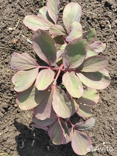 Пион Млокосевича