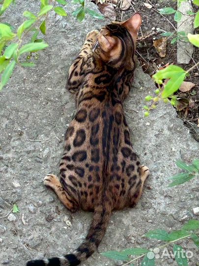 Бенгальская кошка